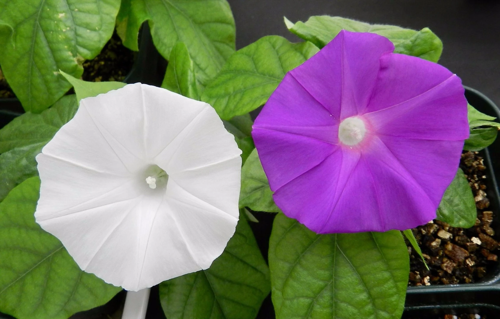 Researchers have used the CRISPR gene-editing tool to change the color of the Japanese morning glory flower from violet to pure white