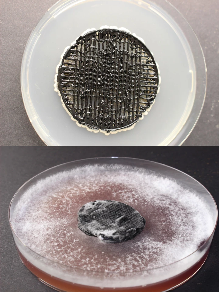 The fuel cell's yeast fungus anode (top) and white rot fungus-colonized cathode (bottom)