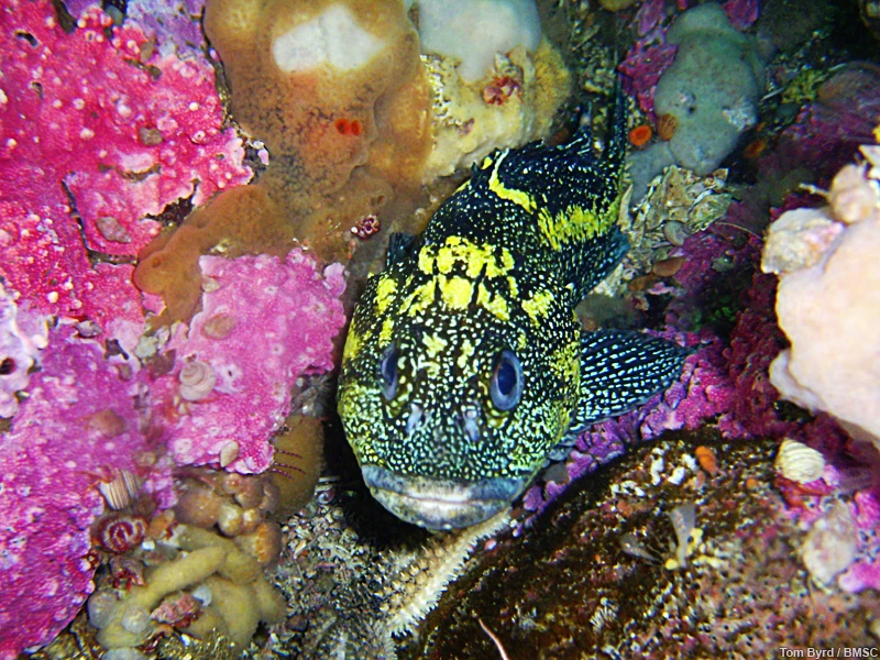 NEPTUNE Canada: A rock fish at Folger Pinnacle