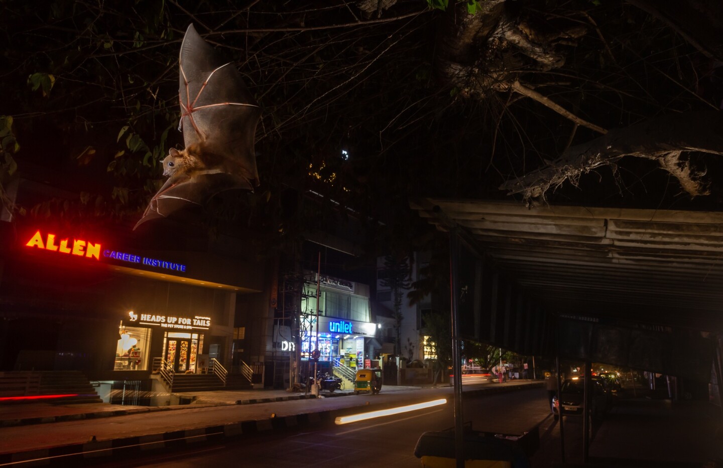 Photograph of the Year. Winner - Wildscape and Animals in Habitat. The Dark Knight, Bangalore, India