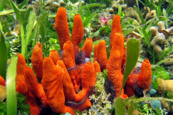 Scientists have replicated the flexible-but-tough internal structure of the sea sponge, to create a material that might find use in body armor (Photo: Shutterstock)