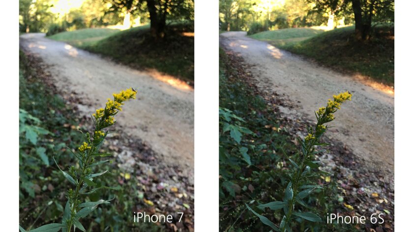 The iPhone 7's photo (left) is more bokeh-rich, but not dramatically so.