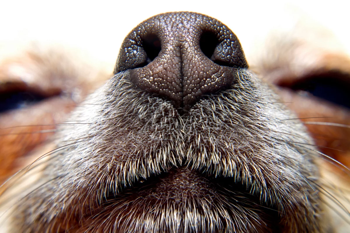 Dogs' noses are incredibly sensitive, but electronic devices could be more practical in hard-to-reach disaster zones