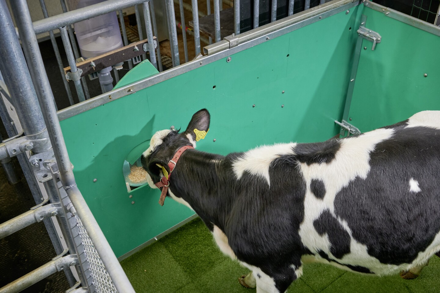 A calf receives a food reward for urinating in the MooLoo