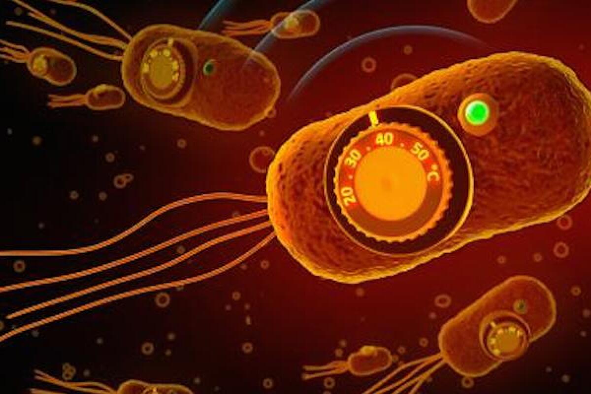 Caltech research may allow doctors to instruct engineered bacteria in a patient's body when and where to administer drugs, and when to self-destruct