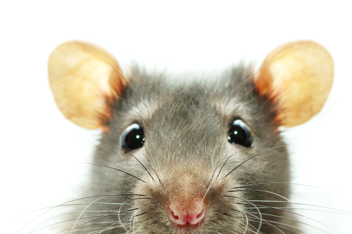 A recent study French has shown that a diet of buckyballs dissolved in olive extends lifespans in rats (Photo: Shutterstock)