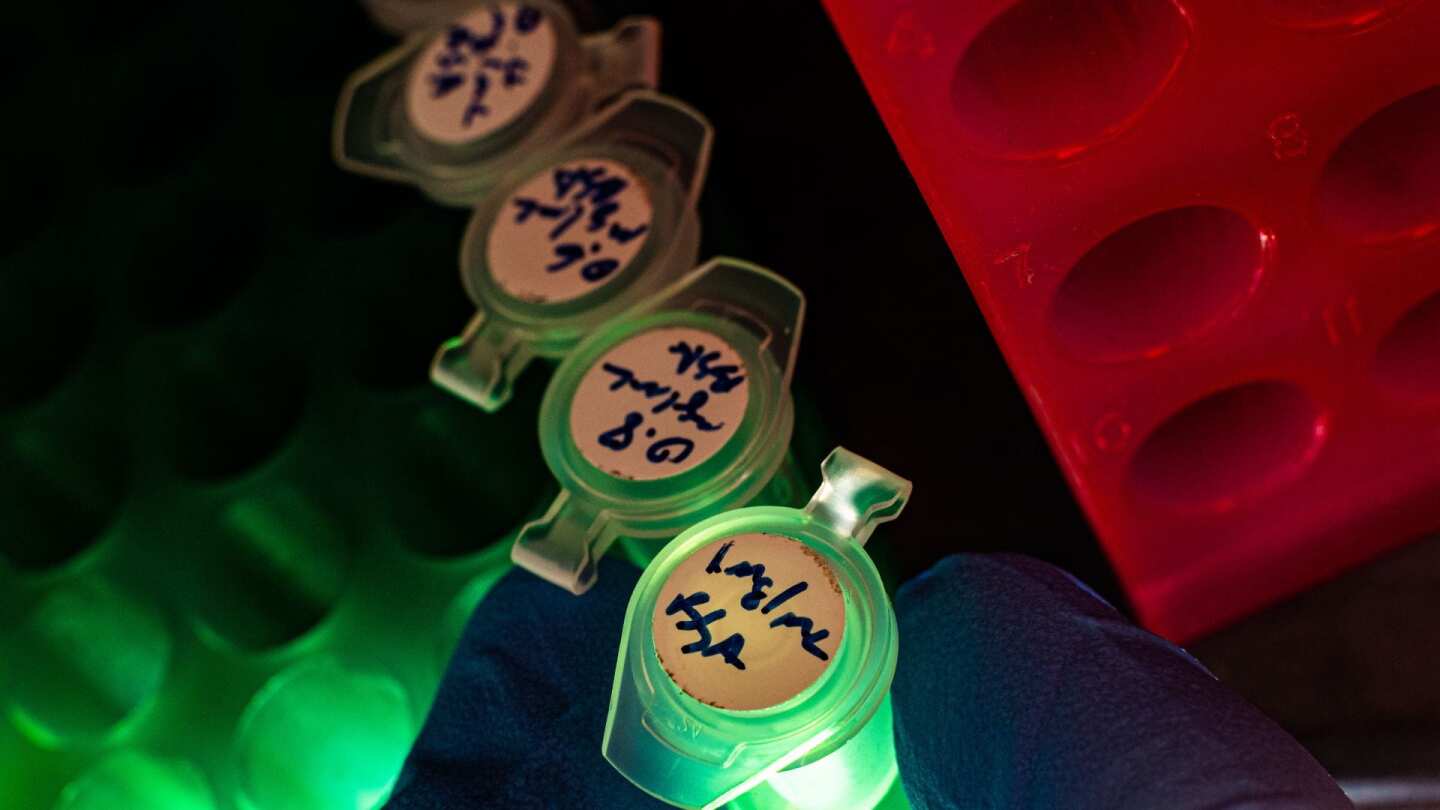 Vials of the synthetic ferredoxins, which have been found to work in E. coli bacteria