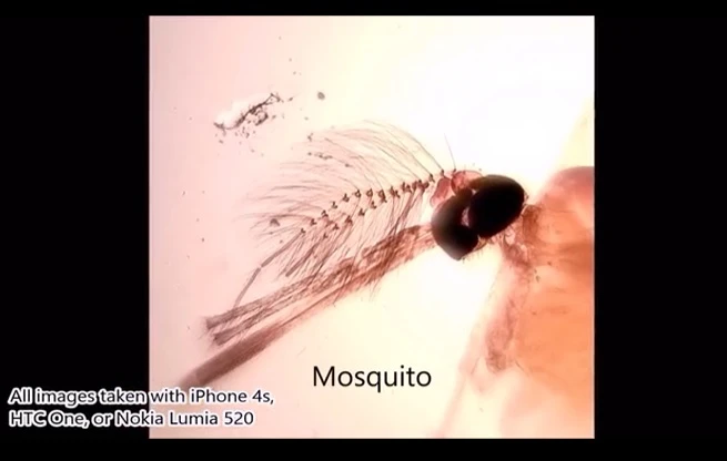 A mosquito seen through the UH polymer lens (Photo: University of Houston)