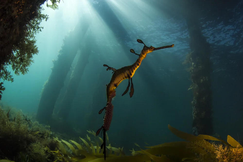 Winner of 2nd place in the Amateur Wildlife/Animals category: Richard Wylie - Seadragons in Light. Weedy Seadragons are the only members of the genus Phyllopteryx, and are endemic to sub-temperate and temperate Australian waters