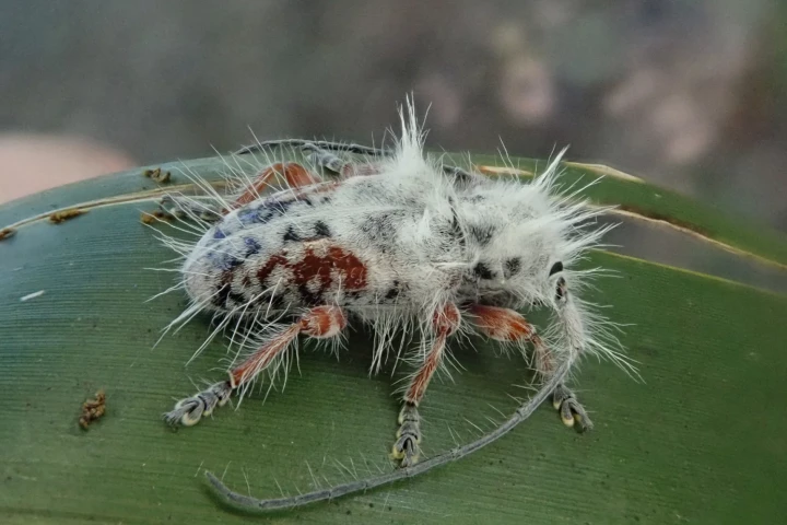 Excastra albopilosa pictured as it was found in the campground of the Binna Burra Lodge eco-resort, in Queensland's Lamington National Park