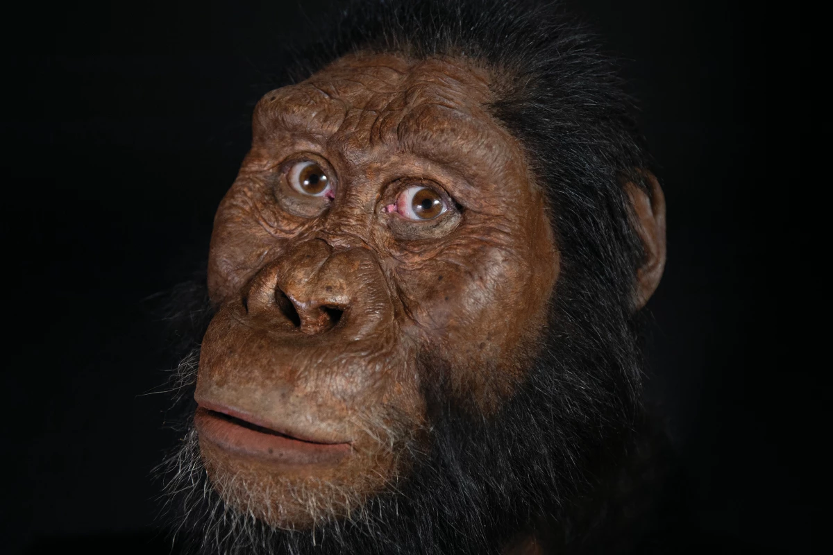 A facial reconstruction of Australopithecus anamensis, based on a newly found, almost-complete skull