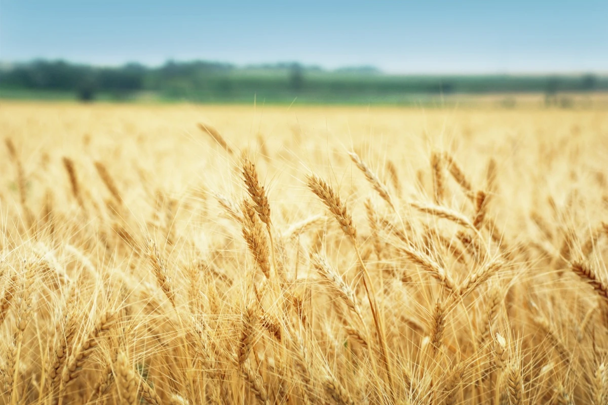 RNA vaccines could provide protection from pests without the use of pesticides