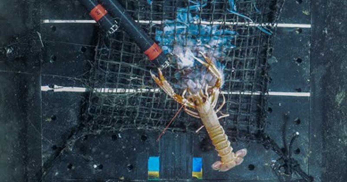 Lobsters' taste for jellyfish bodes well for sustainable fishing