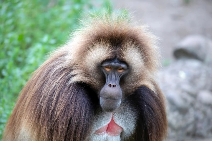 One of the surgeons working on the new research suggests we could be as little as three years away from the first human xenotransplantation trials