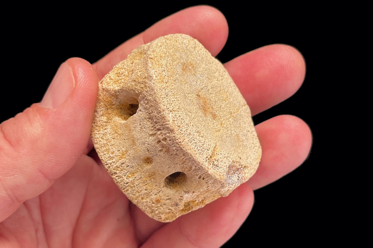 A Leptocleididae plesiosaur vertebra found in the deposit