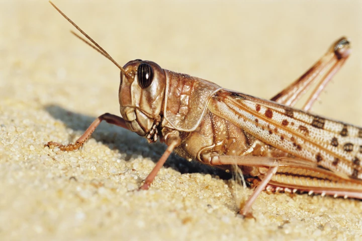 Researchers have connected a locust's ear to a robot