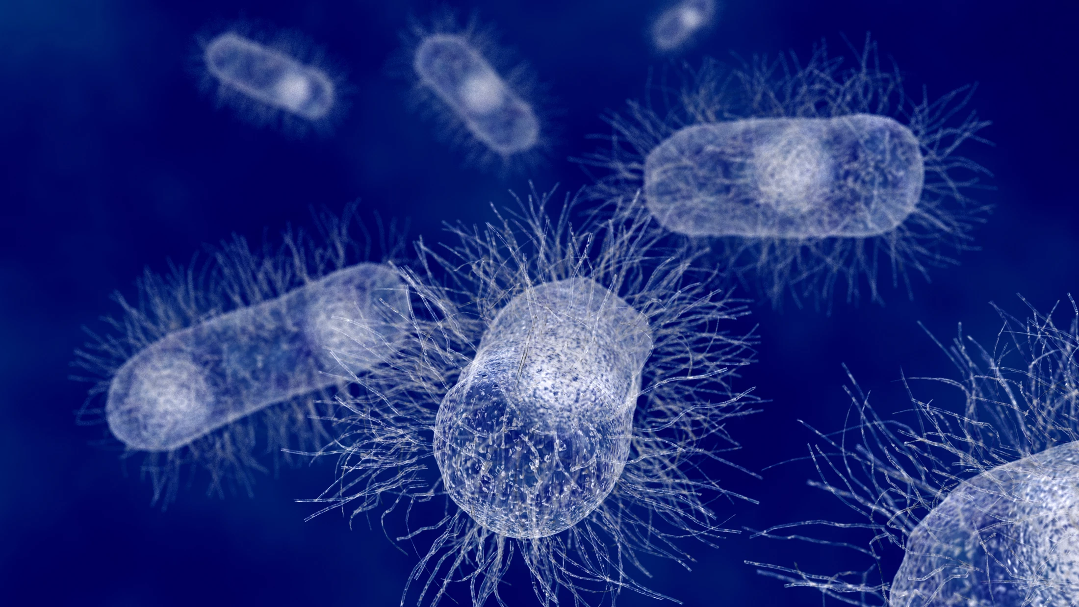 Antibacterial fabric developed at RMIT kills E. coli (pictured) and other infectious bacteria within 10 minutes (Image: Shutterstock)