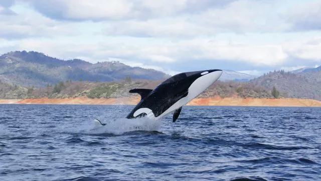 Innespace has introduced its new sea creature-inspired personal watercraft, the orca-like Seabreacher Y