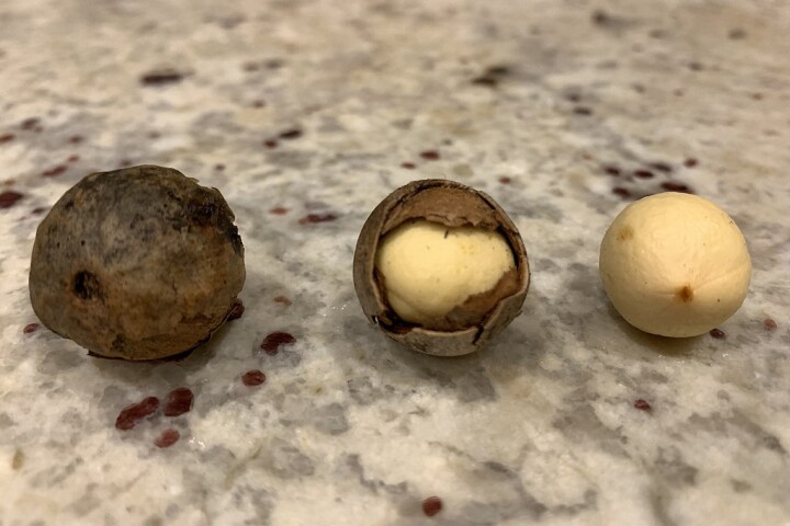 Researchers used the seed oil of the Calophyllum inophyllum (pictured) and the leaves of Tinospora smilacina, both native Australian plants, to create a compound that's effective at healing wounds