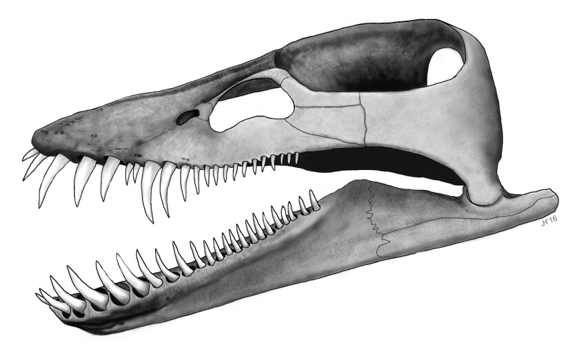 The teeth of the Lagenanectes were perfectly adapted to trapping small fish and squid