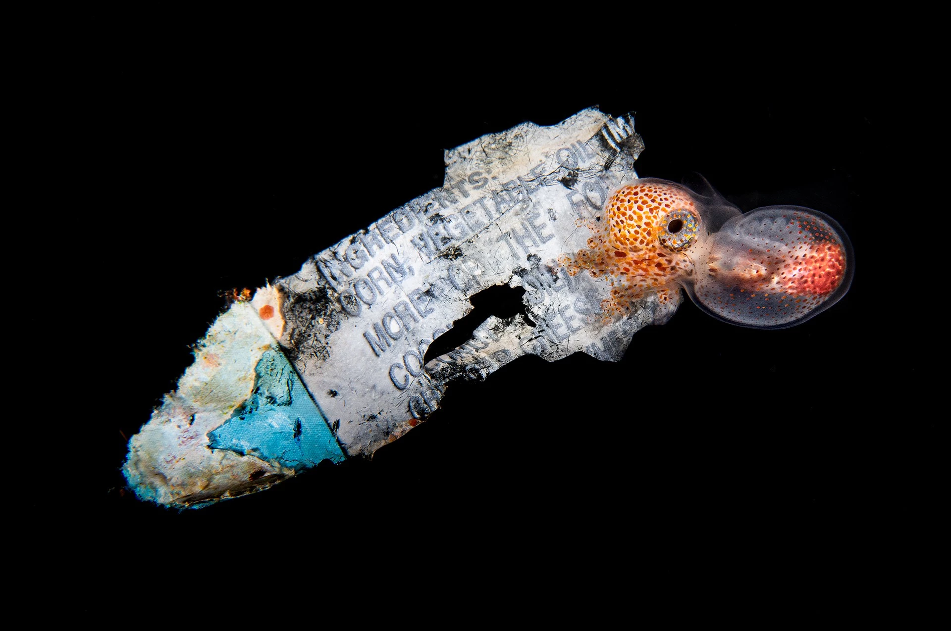 2nd Runner Up - Conservation Issues. Plastic Surfer, Balayan Bay, Luzon, Philippines