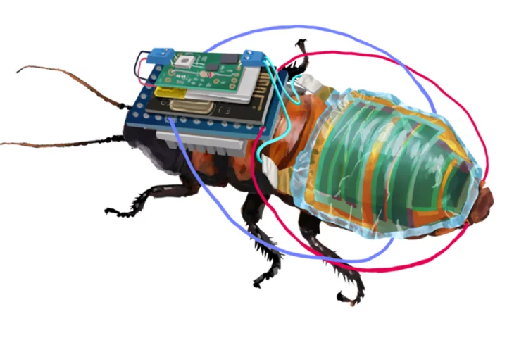 Electronic devices on the thorax of cockroaches can now be powered by thin-film solar cells attached to their abdomen