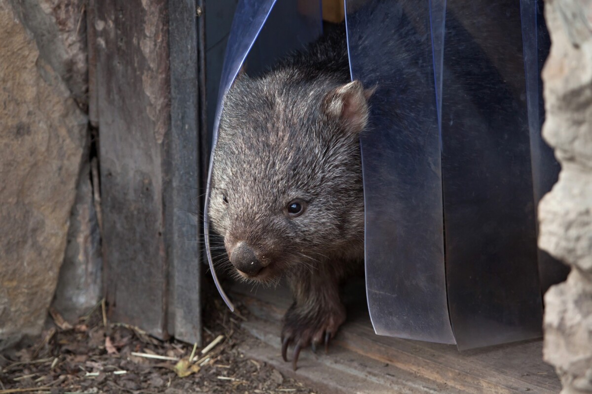 The wombat is the only animal in the world to produce square-shaped poop