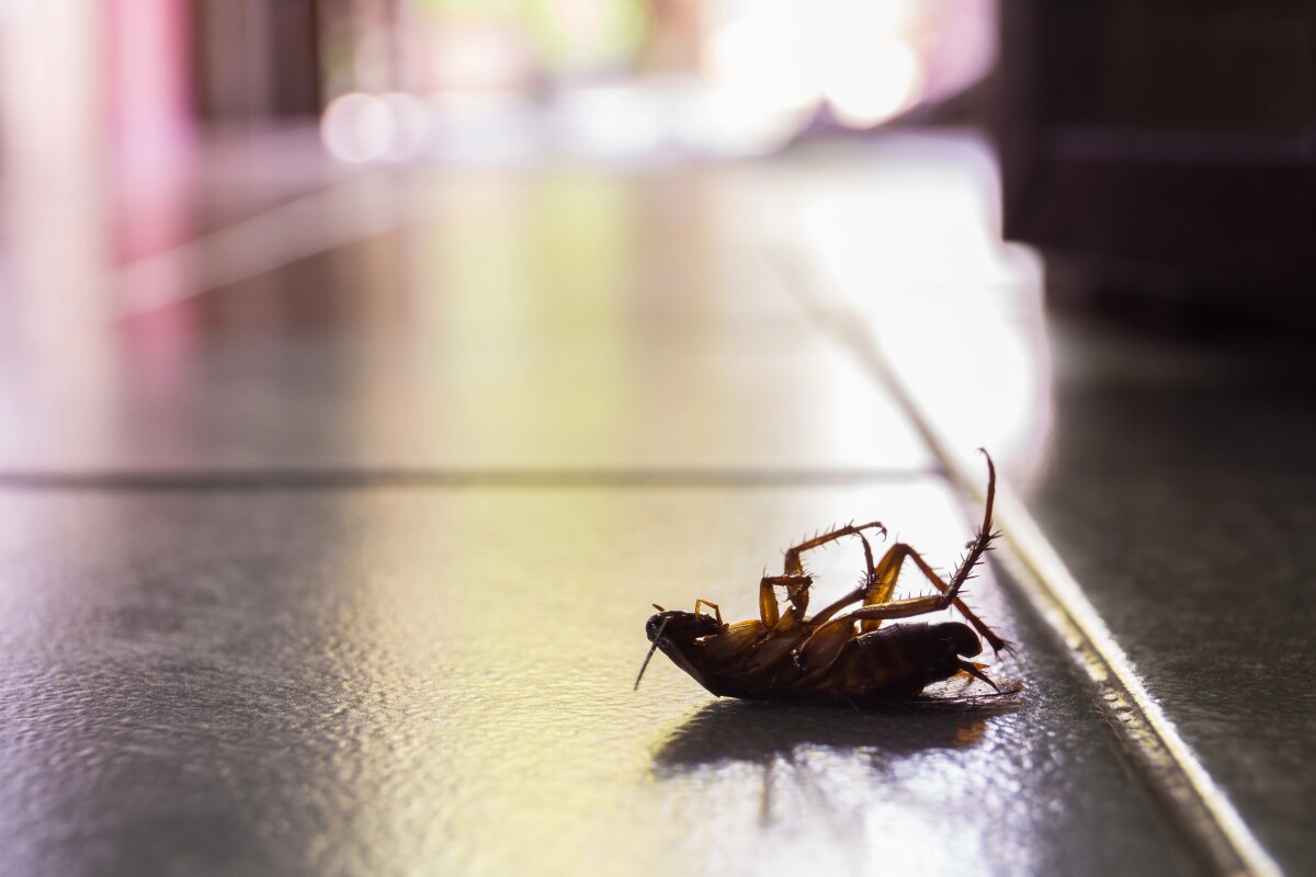 Cockroaches release toxic compounds that pollute indoor air