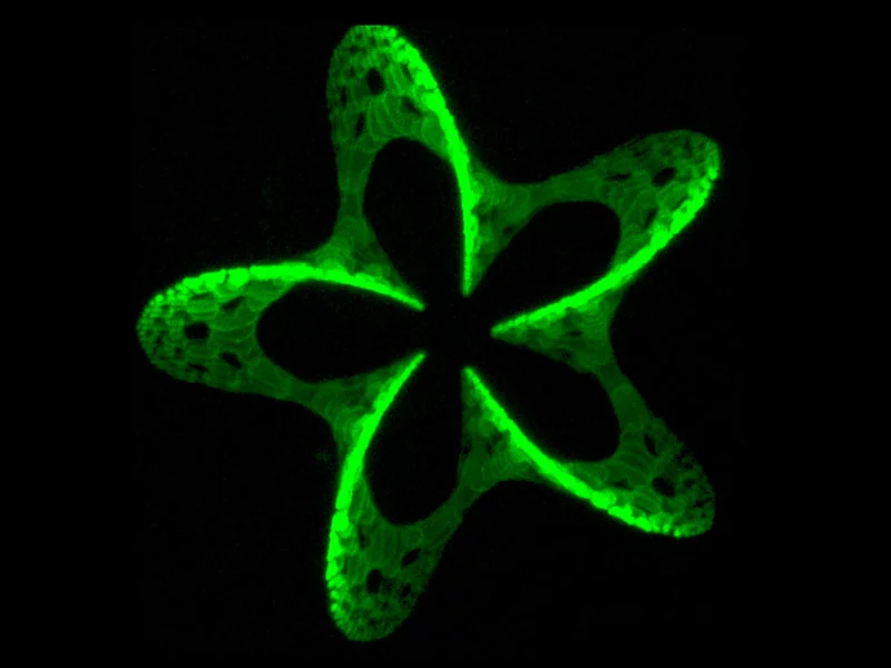 Fluorescent 3D pattern 180 µm wide (Image: Vienna University of Technology)