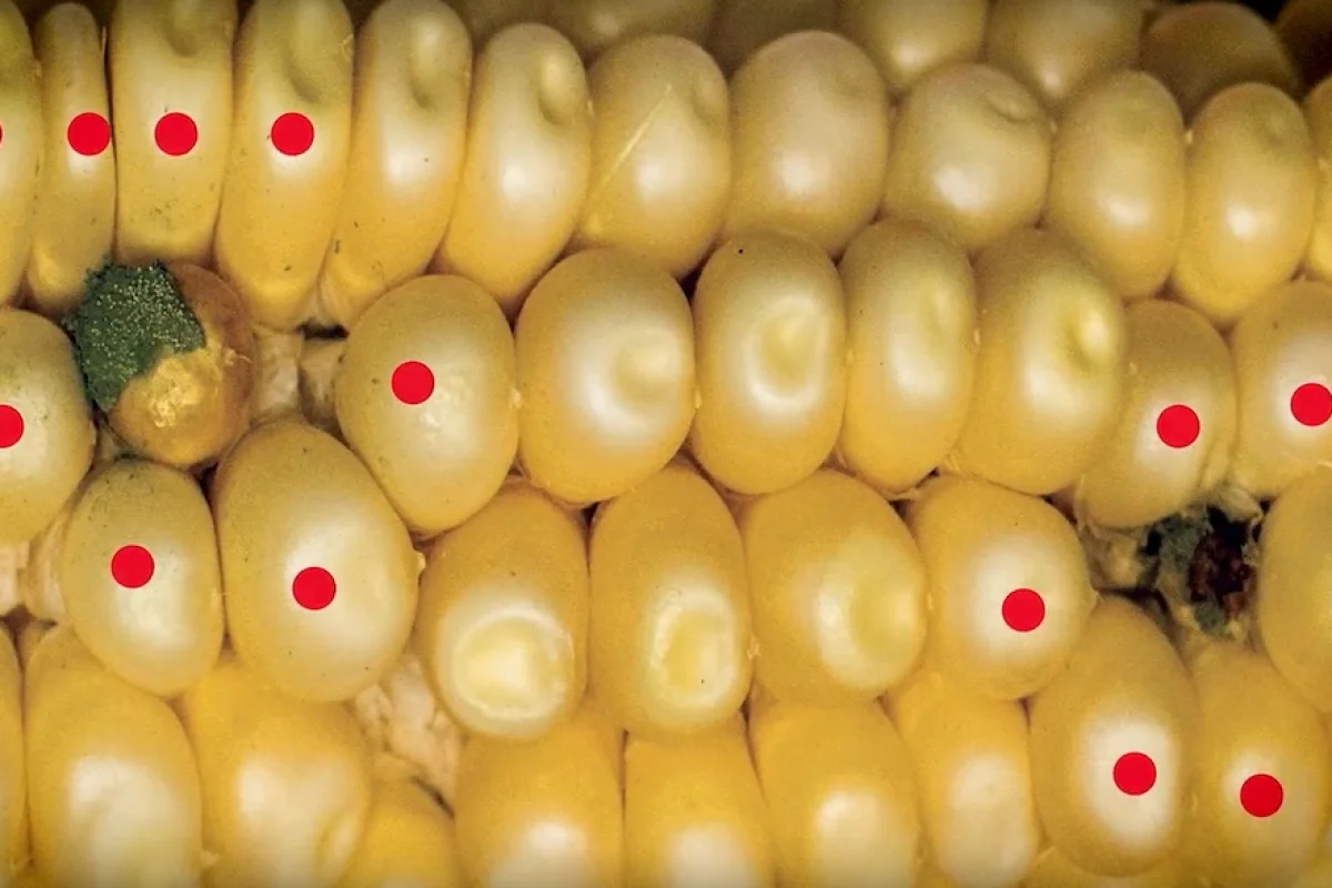 Modified corn fights fungus with 
