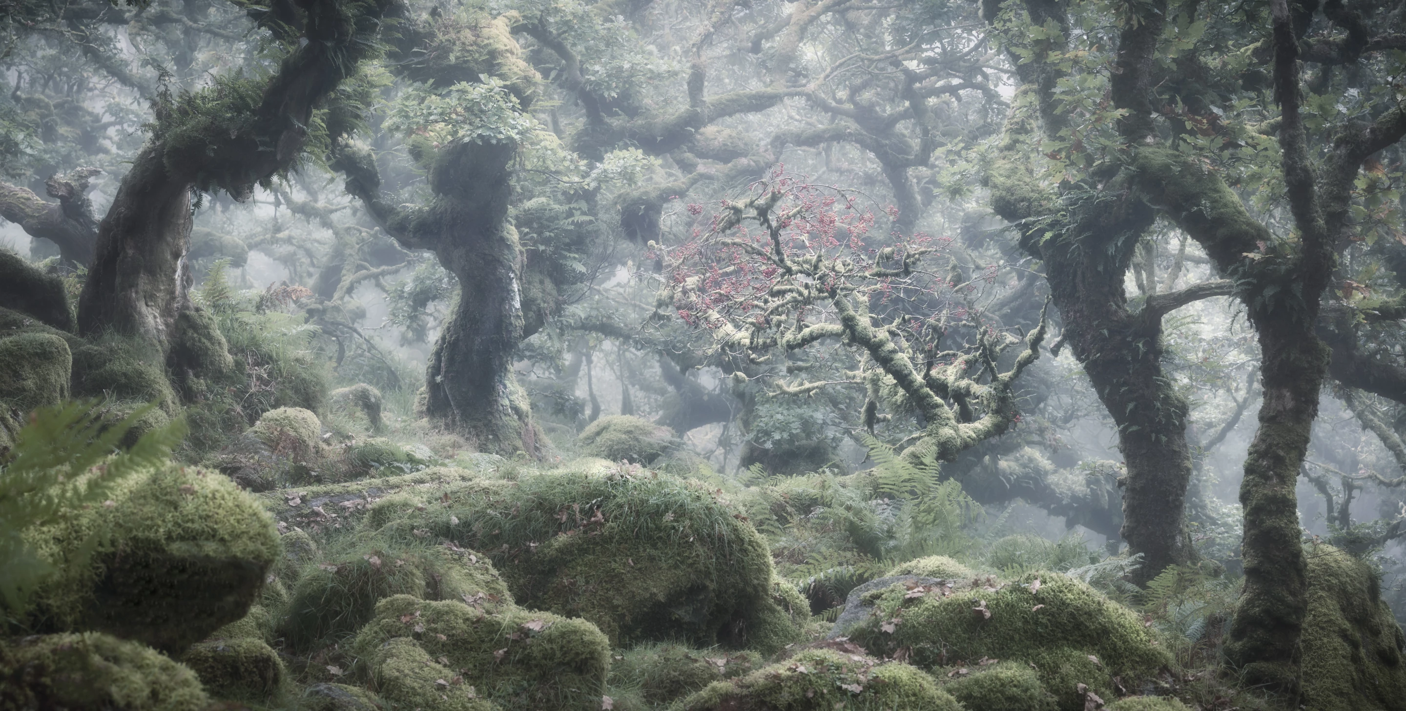 Top 100. The Intruder. Wistman's Wood, Dartmoor, UK