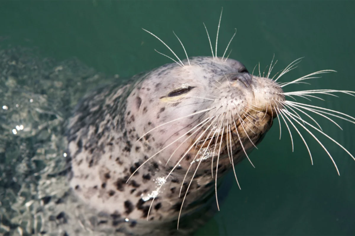 The secrets of the harbor seals' whiskers could be used for making our own sensors