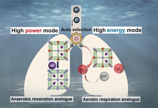 The autonomous power-switching generator is analogous to the anaerobic/aerobic respiratory systems employed by some marine organisms