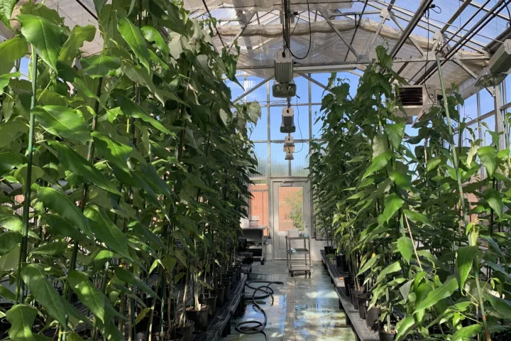 CRISPR-edited poplar trees (left) and wild-type trees growing in a greenhouse