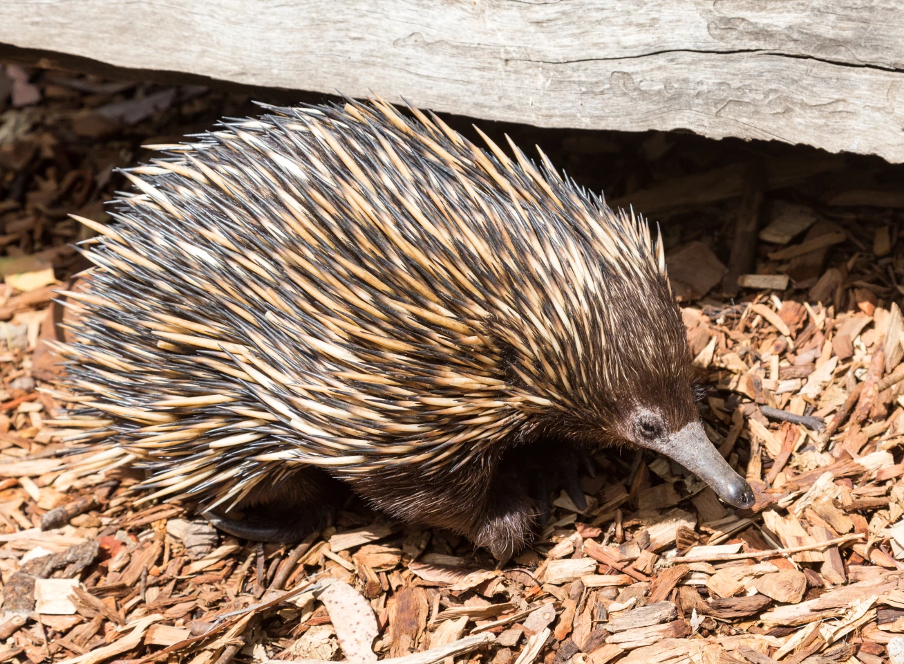 Relatively speaking: The animal is related to the short-beaked echidna (Tachyglossus aculeatus), one of two egg-laying mammals native to Australia