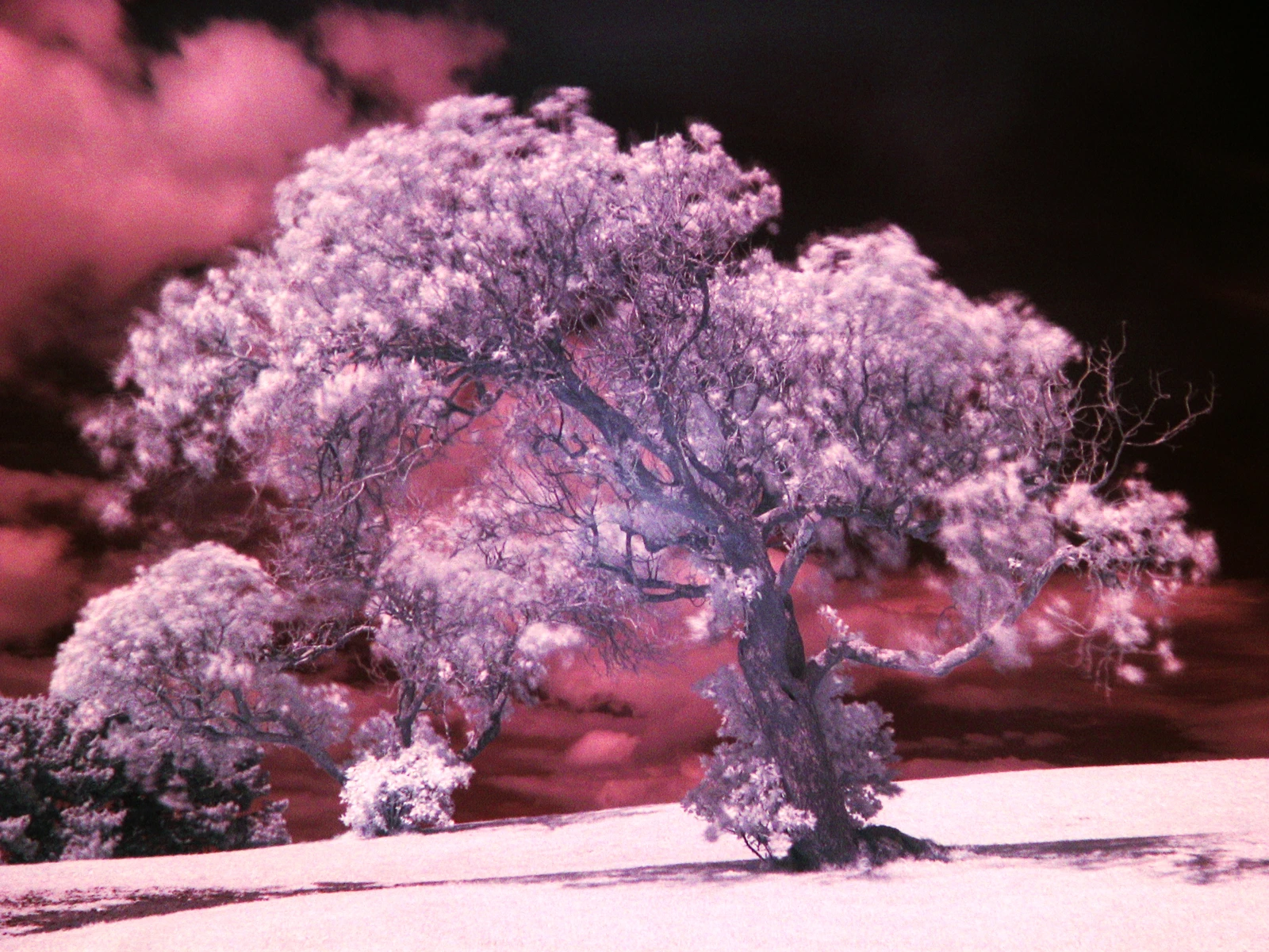 We might someday be using glowing trees as streetlights thanks to a discovery by Dr. Yen-Hsun Su (Image: Daniel Schwen)