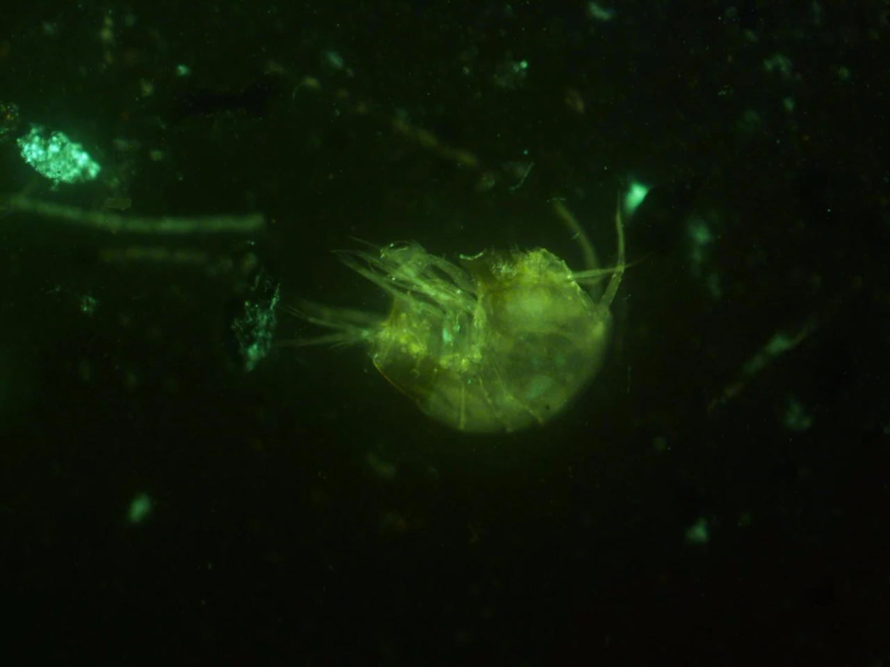 A tiny crustacean found embedded in one of the bacteria's filament strands
