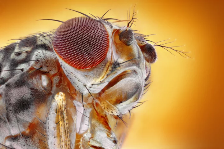 Fruit flies have long served as an animal model for studying behaviors and conditions in humans