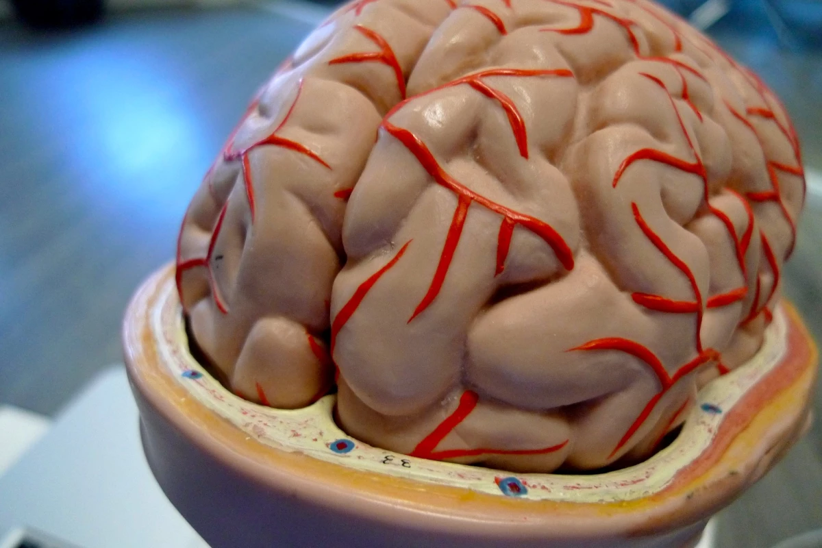 The study aimed to identify the regions of the brain that behave and communicate differently as a result of the hypnotic state