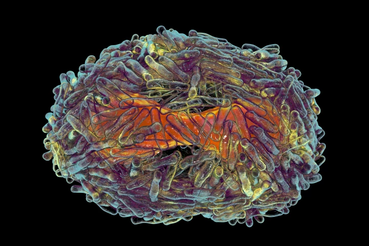 The WHO has opened up a web portal for the public to propose new names for the monkeypox disease