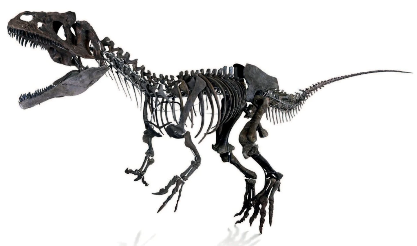 The almost complete 8.7-meters-long and 2.6 -meter-high dinosaur skeleton that sold at auction earlier this year