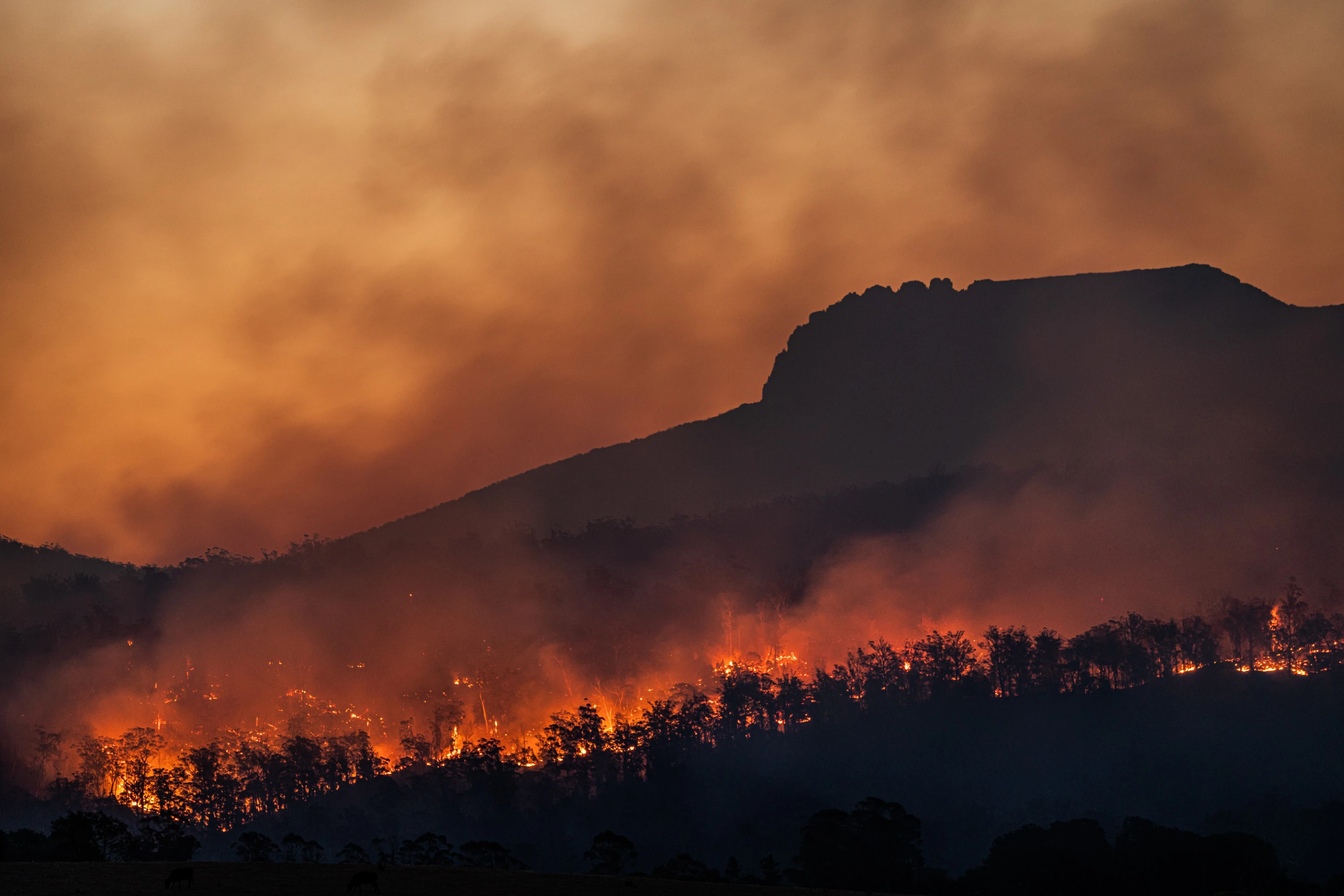 Winner - Project. Series titled 'Ash'. Documenting the 2019 Australian bushfires in Tasmania.