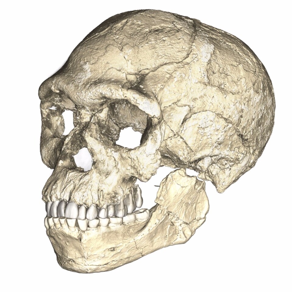 Two views of a composite reconstruction of the earliest known Homo sapiens fossils from Jebel Irhoud