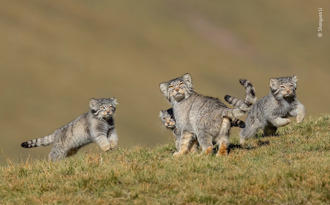 Winner in the Mammals Category: When Mother Says Run"This rare picture of a family of Pallas’s cats, or manuls, on the remote steppes of the Qinghai–Tibet Plateau in northwest China is the result of six years’ work at high altitude. These small cats are normally solitary, hard to find and mostly active at dawn and dusk. Through long-term observation, Shanyuan knew his best chance to photograph them in daylight would be in August and September, when the kittens were a few months old and the mothers bolder and intent on caring for them. He tracked the family asthey descended to about 3,800metres (12,500 feet) in search of their favourite food–pikas (small, rabbit‑like mammals)–and set up his hide on the hill opposite their lair, an old marmot hole. Hours of patience were rewarded when the three kittens came out to play, while their mother kept her eye on a Tibetan fox lurking nearby.Their broad, flat heads, with small, low‑set ears, together with their colour and markings, help them stay hidden when hunting in open country, and their thick coats keep them alive in the extreme winters. In the clear air, against a soft background, Shanyuan caught their expressions in a rarely seen moment of family life, when their mother had issued a warning to hurry back to the safety of the lair.Their real threat, though, is not foxes but the degradation and fragmentation of their steppe grassland–throughout their Central Asian range–caused by overgrazing, arable conversion, mining and general human disturbance, alongside poisoning of their prey and hunting, for their fur and as pets."