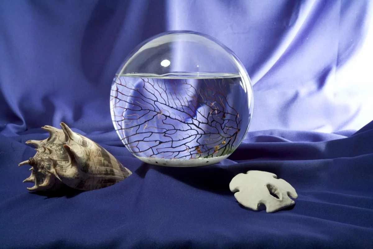 A commercially-produced EcoSphere(R) closed ecosystem(Photo courtesy EcoSphere Associates Inc)