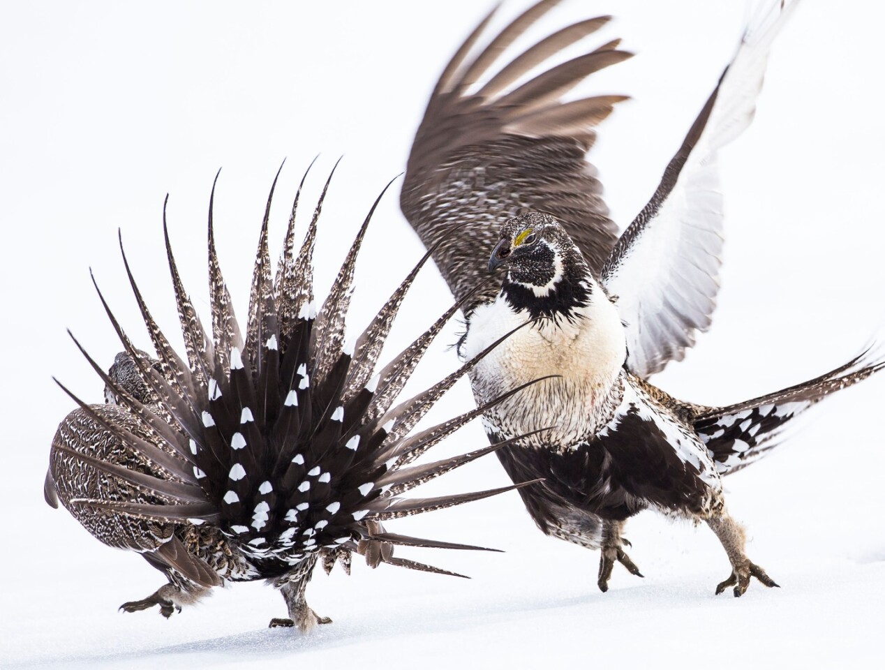 Winner of the Professional category, Greater Sage-Grouse, shows two males fighting for dominance during mating season in Pinedale, Wyoming