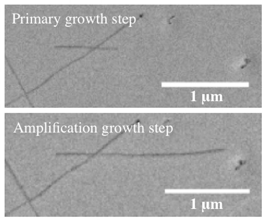 A single carbon nanotube before and after amplification (Image: Barron Lab/Rice University)