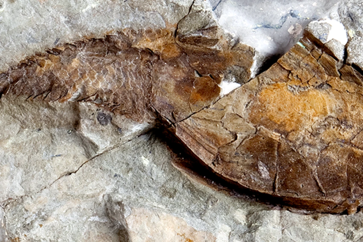 A fossil heterostracan, whose puzzling skeleton has finally been identified as the oldest example of bone in the fossil record