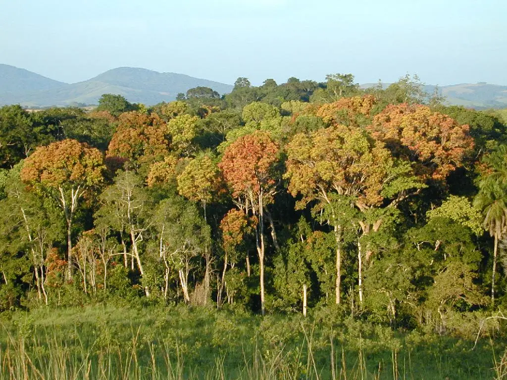 A NASA-led research team has created the most precise map ever produced depicting the amount and location of carbon stored in Earth's tropical forests