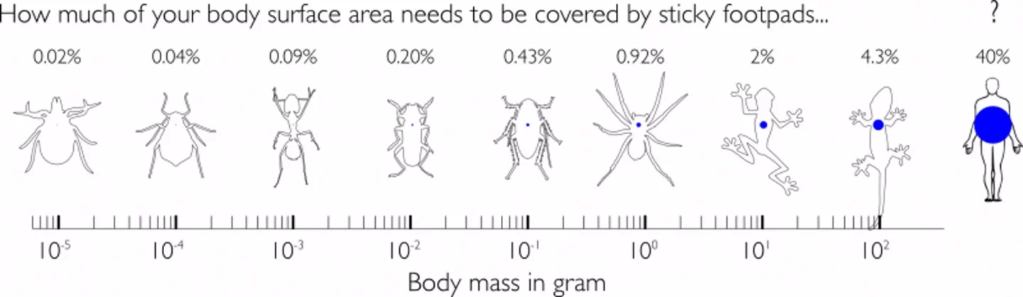 Diagram of foot pad surface areas